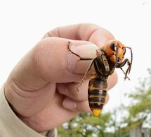 Bienenstich zur Penisvergrößerung